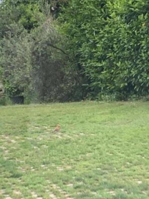 Apartament Amazing Appia Antica - Campidoglio Rzym Zewnętrze zdjęcie